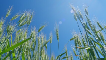 Fototapeta premium Golden green wheat ears field swaying in wind. Low anlgle view. Field of wheat. Agricultural business concept.
