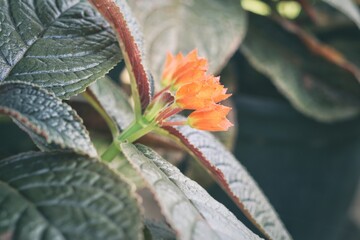 Beautiful of orange tropical flowers
