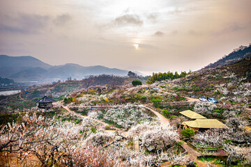 The feast of plum blossoms, the heralds of spring, and the beautiful scenery of the plum blossom...