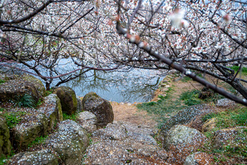 The feast of plum blossoms, the heralds of spring, and the beautiful scenery of the plum blossom...