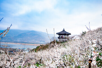 The feast of plum blossoms, the heralds of spring, and the beautiful scenery of the plum blossom...