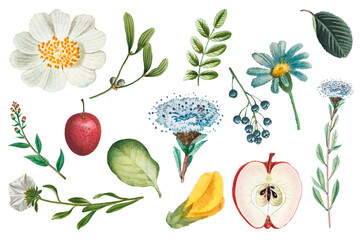 Fruit and flower png sticker vintage set hand drawn illustration