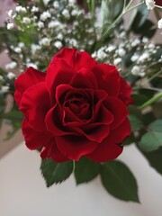rose rouge