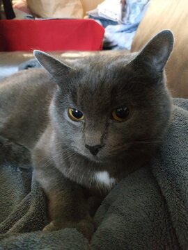 chatte