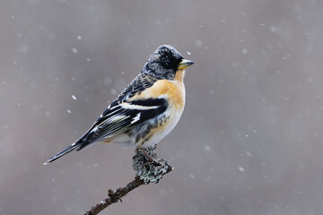 Brambling (Fringilla montifringilla) male in snowfall perched on a branch in spring.