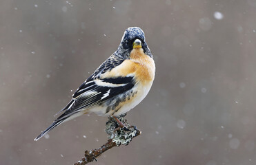 Brambling (Fringilla montifringilla) male in snowfall perched on a branch in spring.