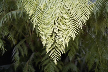 Cibotium schiedei, common name Mexican tree fern, is a species of tree fern, of the genus Cibotium....