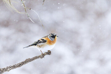 Brambling (Fringilla montifringilla) male in snowfall perched on a branch in spring.