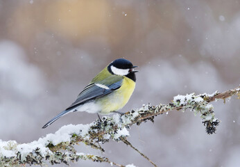 Great tit (Parus major) sitting on a branch and singing in snowfall in the garden in spring.