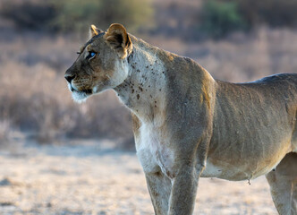 Terminator Lioness of the Kgalagadi