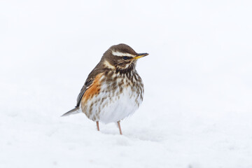 Redwing (turdus iliacus) standing in the snow in early spring. 