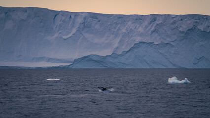 Antarctica Humpback Whale Tail Sunset Iceberg in Background Ocean Scenic Landscape Beautiful Nature Wildlife Cruise Splashing Dive Orange Light