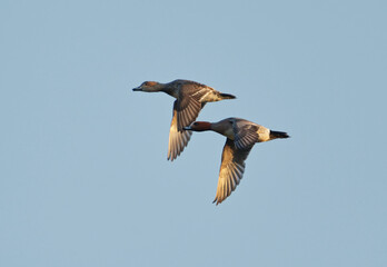 Eurasian wigeon or Eurasian widgeon (Mareca penelope) pair flying in the sky in spring.