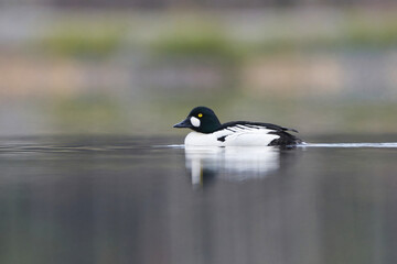 Common goldeneye (Bucephala clangula) male swimming in the lake in spring.