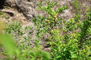 Pomegranate flowers on the Olympic Riviera, Greece