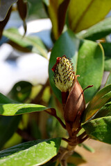 A faded magnolia flower in Greece.