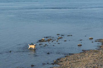 A golden retriever dog walks through water towards a rocky riverbank.