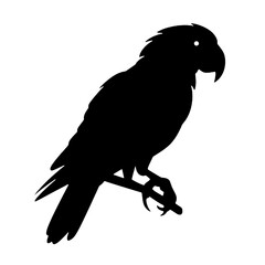 Vector parrot silhouette  isolated on white background