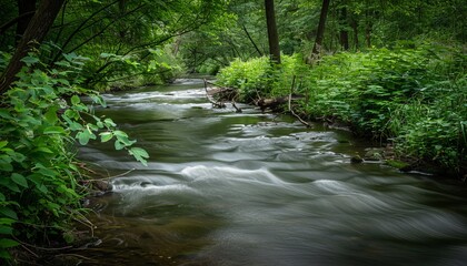 Obraz premium Soft Flowing Water in a Peaceful Forest Stream Surrounded by Lush Greenery