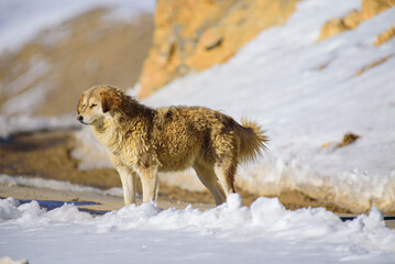 A brown dog stands on white snow.