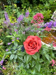 pink roses in a garden