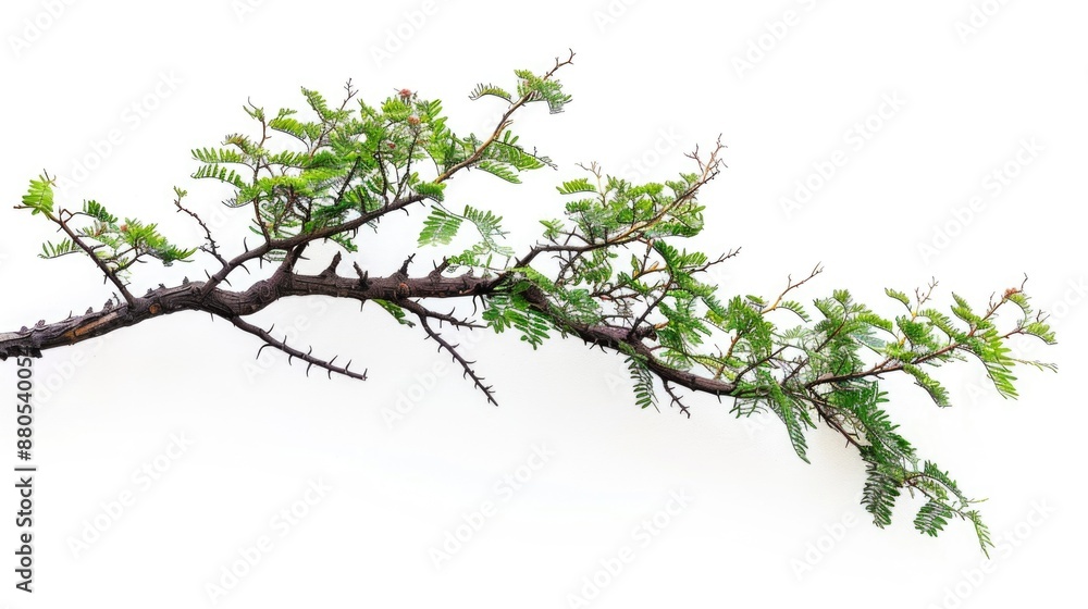 Poster a isolated green tree branch with leaves against a white background