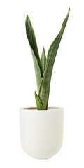 Silver queen snake plant png mockup