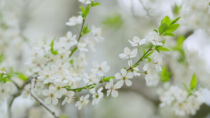 Obraz premium White plum blossoms in the spring time. White flowers background. Slow motion.