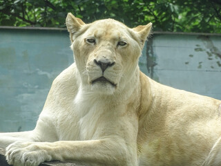 The white lioness at the zoo during the summer