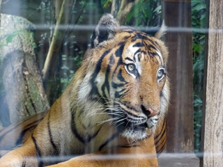 Malayan tiger at the zoo