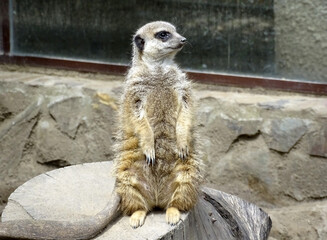 Meerkat at the zoo during the summer