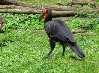 Southern ground hornbill at zoo. Bucorvus leadbeateri