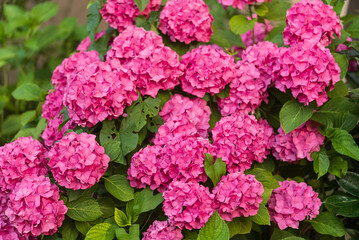 Garden of Pink Hydrangeas: A close-up view of the lush and colorful flowers in bloom