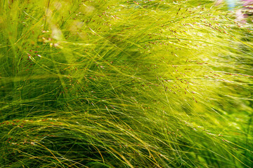 Long, soft and fresh vetiver grass.