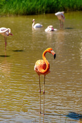 A flamingo with long legs and attractive red feathers.
