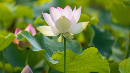 Fototapeta premium A lotus flower in full bloom with large green leaves surrounding it.