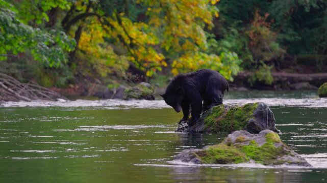 Black Bear, River, Canada, Forest 