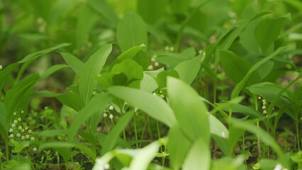 Flowers of lily of valley. Delicate fragrant flower bloomed. Convallaria majalis. Slow motion.