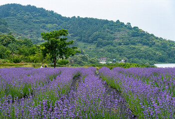 Obraz premium Lavender has a very pleasant scent and is used as an ingredient in diffusers, soaps, etc.