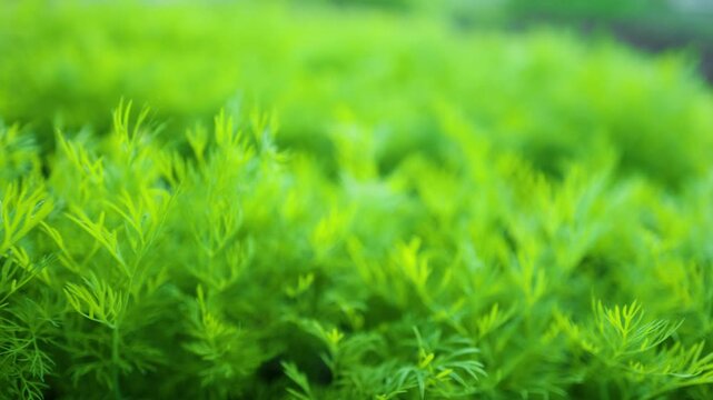 Fresh dill Anethum graveolens growing on the vegetable bed. Annual herb, family Apiaceae. Growing fresh herbs. Green plants in the garden, ecological agriculture for producing healthy food concept