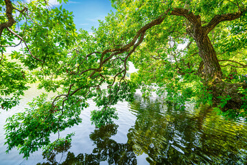 Beautiful riverside village scenery with old trees and forests.