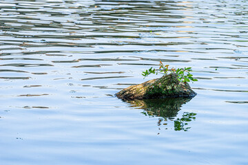 Beautiful riverside village scenery with old trees and forests.