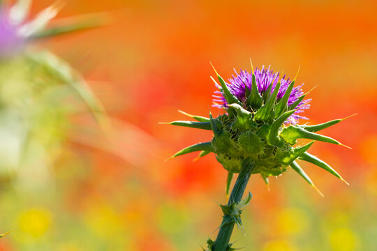 Vibrant purple thistle with orange blurred background