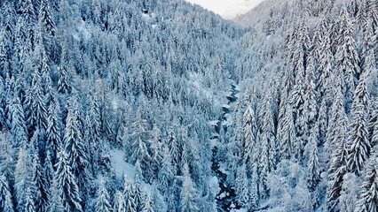 vue aérienne prise par drone - forêt enneigéé