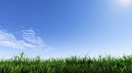 Grassy Field Under Bright Blue Sky