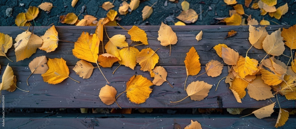 Poster yellow leaves are resting on a brown board providing an ideal copy space image