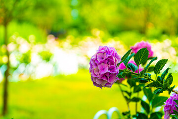 A wonderful world filled with beautiful hydrangeas of all colors.
