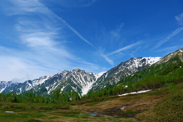 Fototapeta premium 初夏の栂池自然園。小谷、長野、日本。6月下旬。