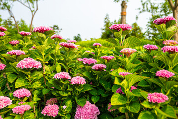 A wonderful world filled with beautiful hydrangeas of all colors.