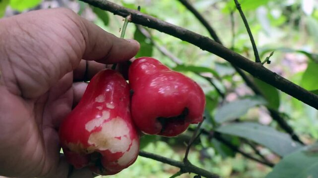 A close-up shot of a hand gently holding rose apples (Syzygium samarangense) hanging on a small plant. 